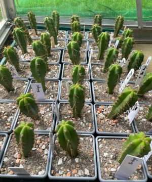 trichocereus bridgesii main 1 1