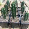 Trichocereus Sharxx Op Peruviana 1