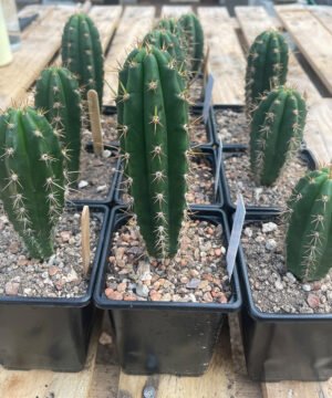 Trichocereus Sharxx OP Peruviana 1