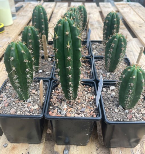 Trichocereus Sharxx Op Peruviana 1