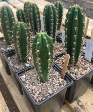 Trichocereus Sharxx Op Peruviana 2