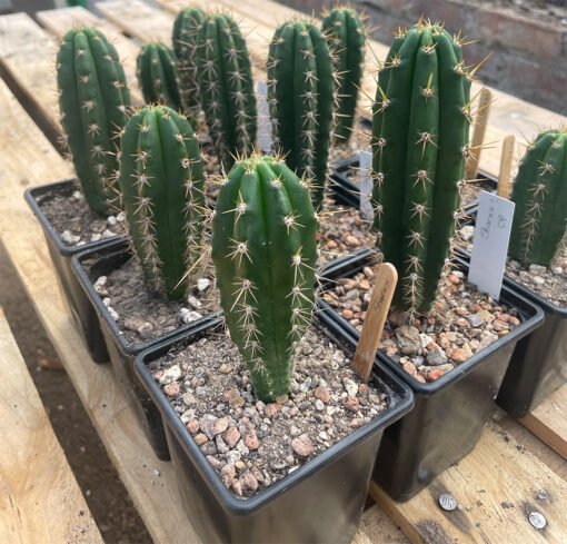 Trichocereus Sharxx Op Peruviana 2