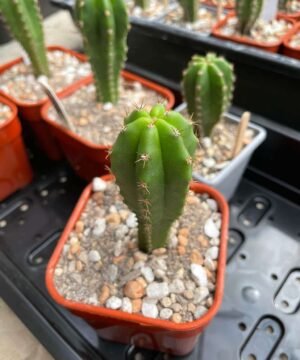 Trichocereus Scopulicola 2