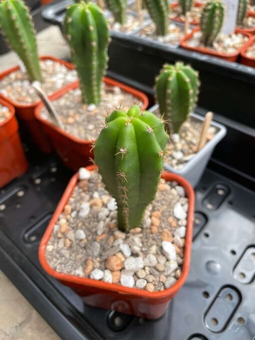 Trichocereus Scopulicola 2