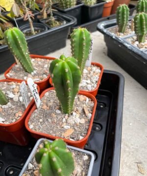 Trichocereus Scopulicola 3