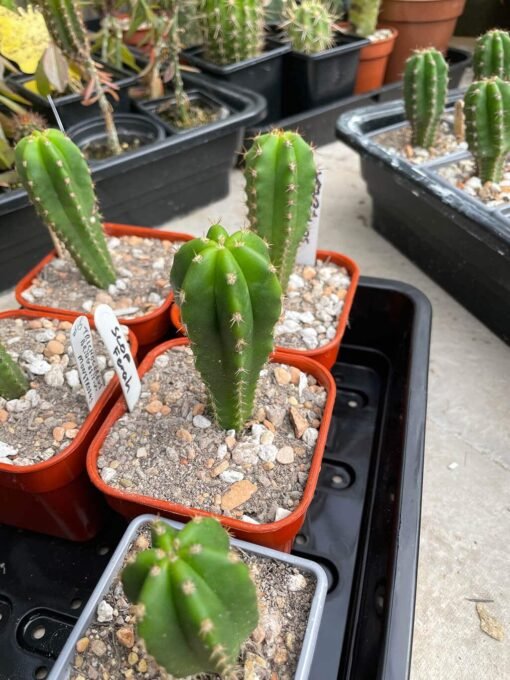 Trichocereus Scopulicola 3