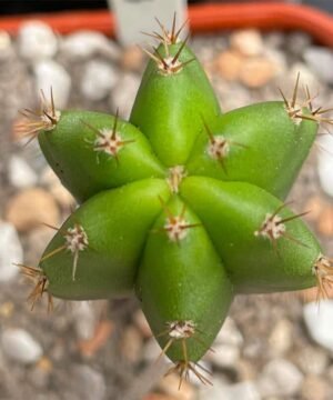 Trichocereus Scopulicola Top