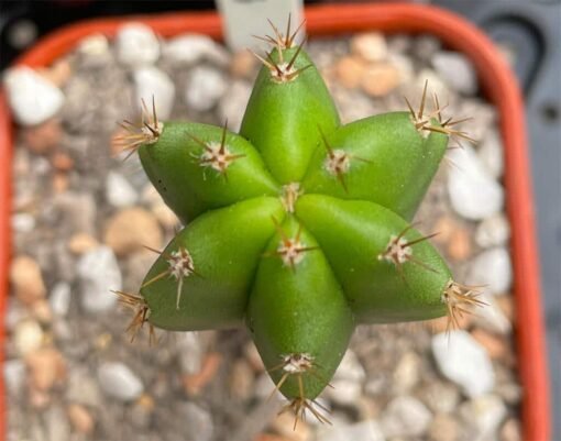 Trichocereus Scopulicola Top