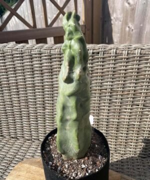 Lophocereus Schottii F Monstrosus 1