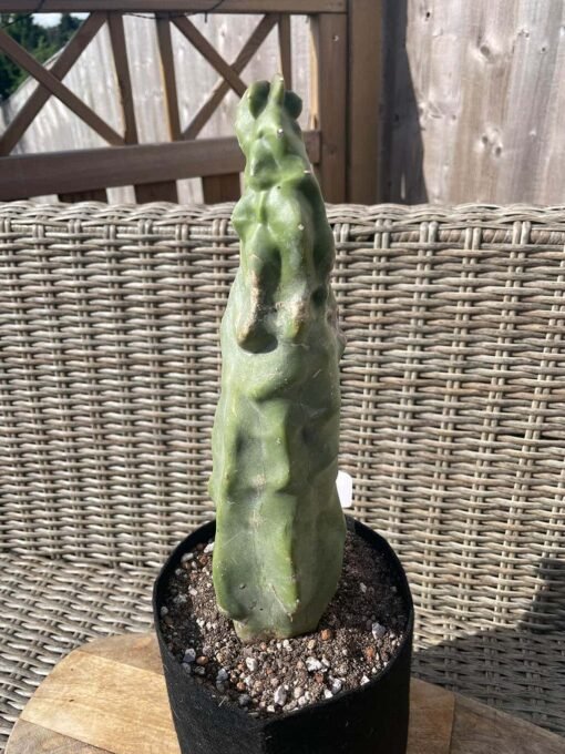 Lophocereus Schottii F Monstrosus 1