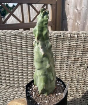 Lophocereus Schottii F Monstrosus 2