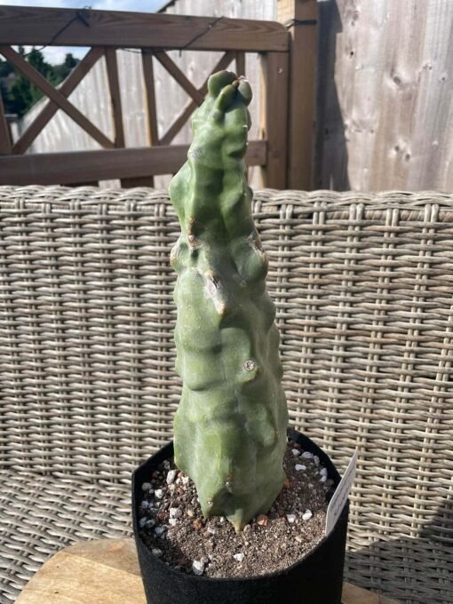 Lophocereus Schottii F Monstrosus 2