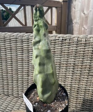 Lophocereus Schottii F Monstrosus 3