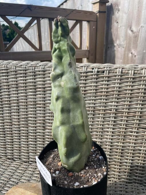 Lophocereus Schottii F Monstrosus 3