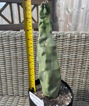 Lophocereus schottii f monstrosus main