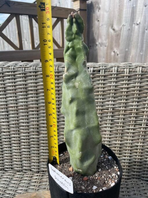 Lophocereus Schottii F Monstrosus Main