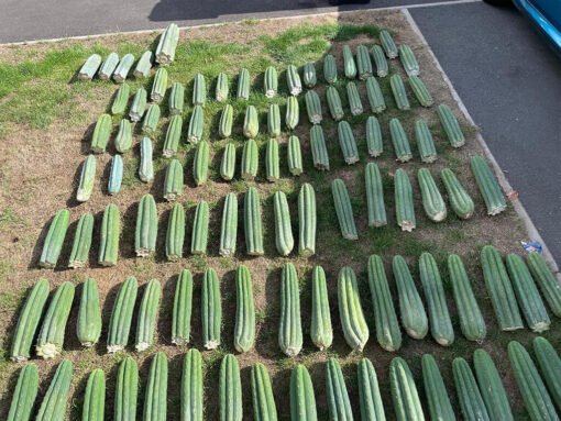 Trichocereus Pachanoi Cuts 1