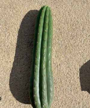 Trichocereus Pachanoi Cuts 2