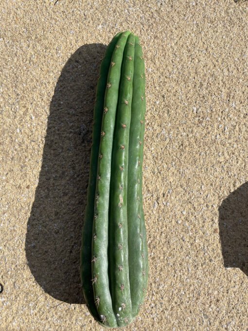 Trichocereus Pachanoi Cuts 2