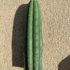 Trichocereus Pachanoi Cuts 3