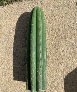 Trichocereus pachanoi cuts 3