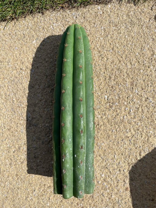 Trichocereus Pachanoi Cuts 3