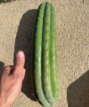 Trichocereus Pachanoi Cuts 4