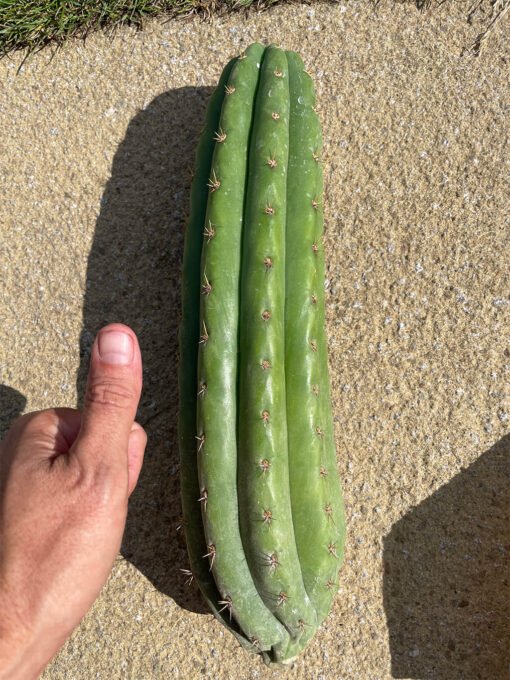 Trichocereus Pachanoi Cuts 4