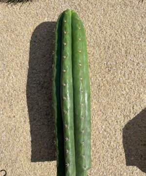 Trichocereus Pachanoi Cuts 5