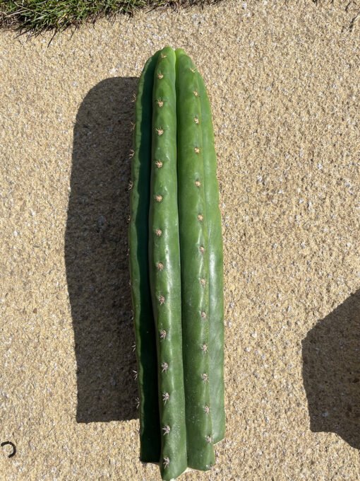 Trichocereus Pachanoi Cuts 5