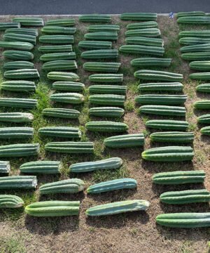 Trichocereus Pachanoi Cuts 6