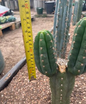 Trichocereus Pachanoi Rod 1