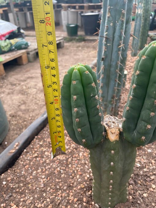 Trichocereus Pachanoi Rod 1