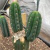 Trichocereus Pachanoi Rod 3