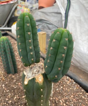 Trichocereus pachanoi rod 3