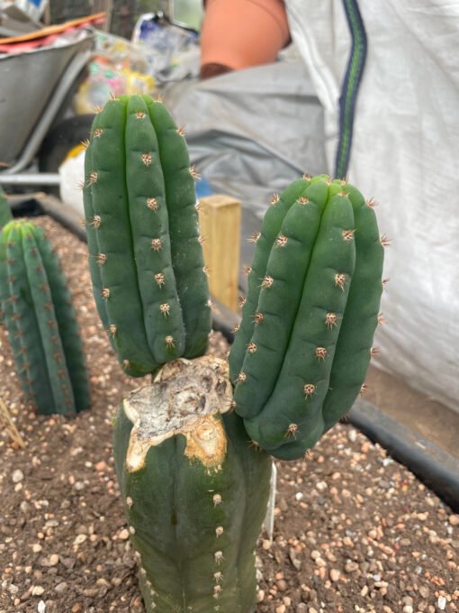 Trichocereus Pachanoi Rod 3