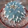 Lophophora Koehresii Vm610 Pressa De La Guadelupe 1