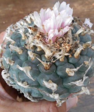 Lophophora Williamsii Rs268 1