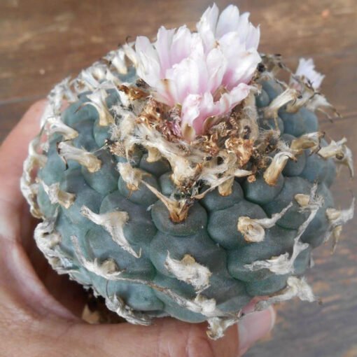 Lophophora Williamsii Rs268 1