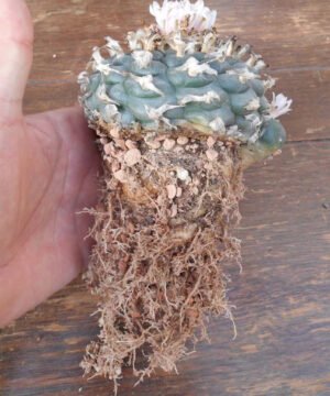 Lophophora Williamsii Rs268 2