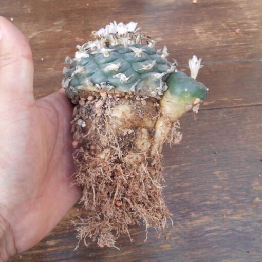 Lophophora Williamsii Rs268 3