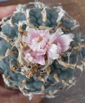 Lophophora williamsii RS268 4