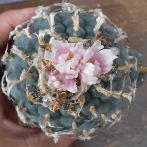 Lophophora Williamsii Rs268 4