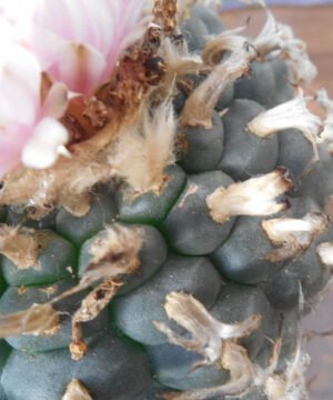 Lophophora Williamsii Rs268 5