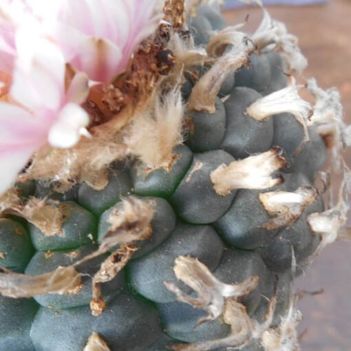 Lophophora Williamsii Rs268 5