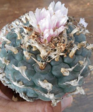 Lophophora Williamsii Rs268 6