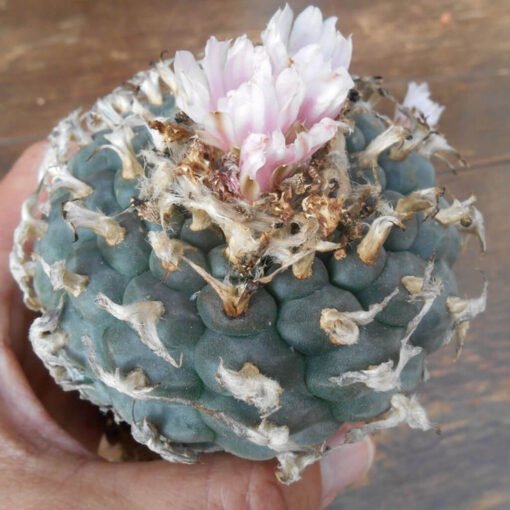 Lophophora Williamsii Rs268 6