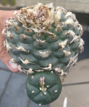 Lophophora Williamsii Rs268 7