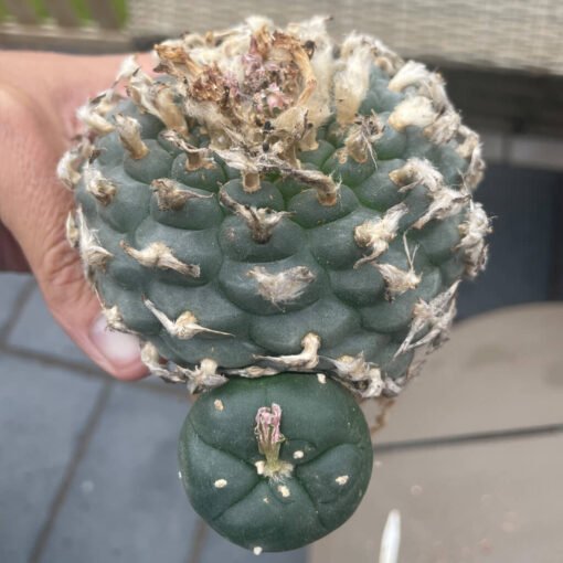 Lophophora Williamsii Rs268 7