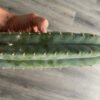 Trichocereus Echinopsis Peruviana Tip 1